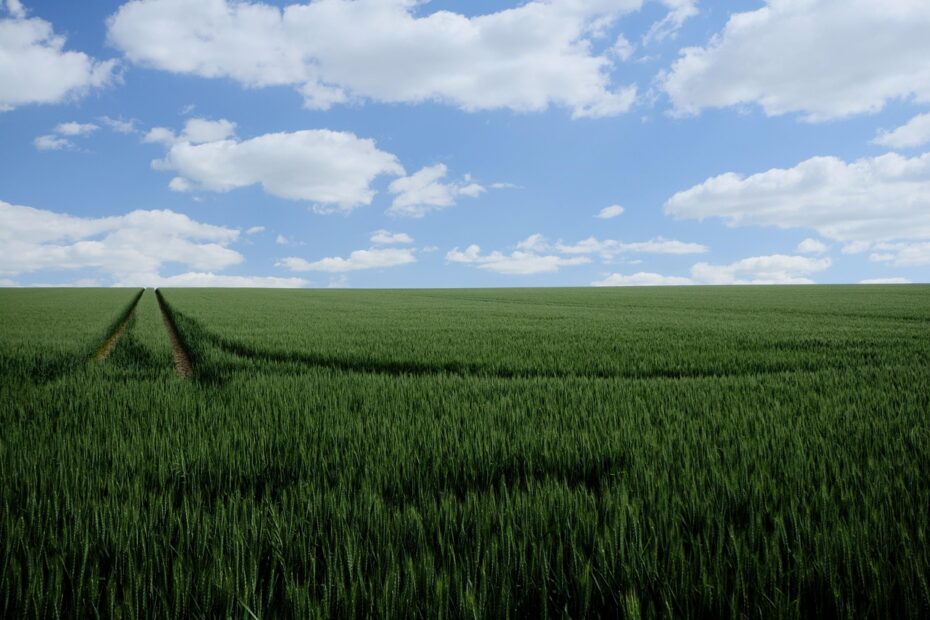 Regulatory wzrostu — jak skutecznie zapobiegać wyleganiu zbóż?
