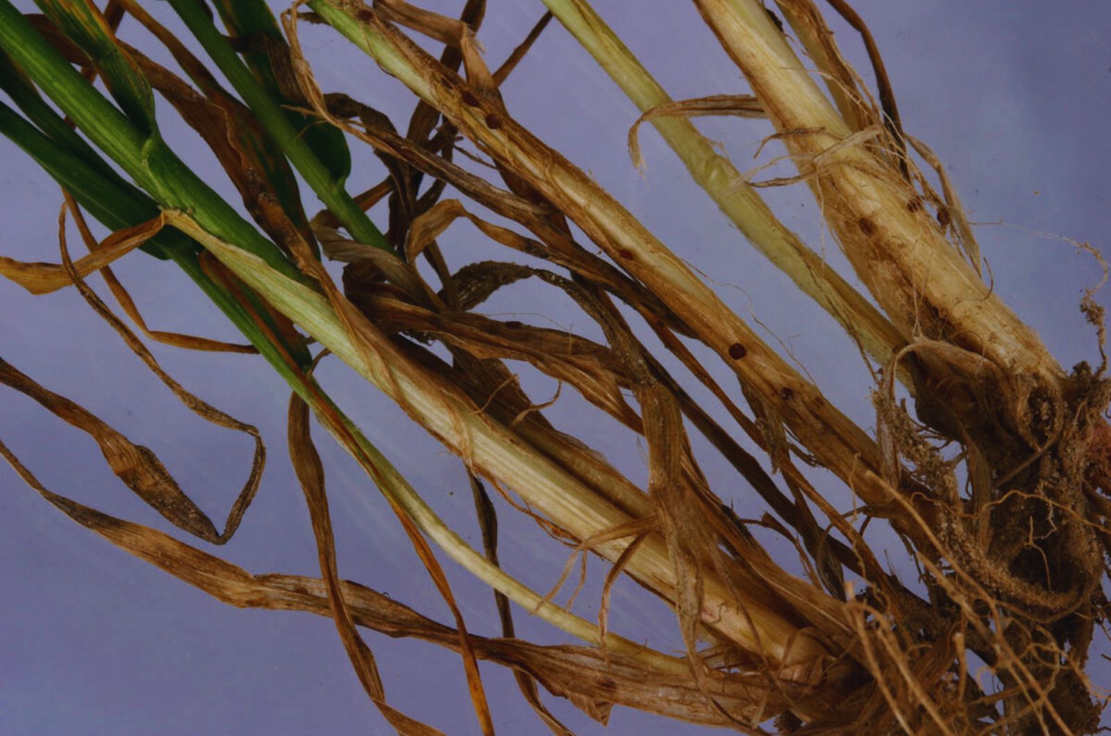Pałecznica zbóż i traw – biologia sprawców, warunki rozwoju i skuteczna ochrona plantacji