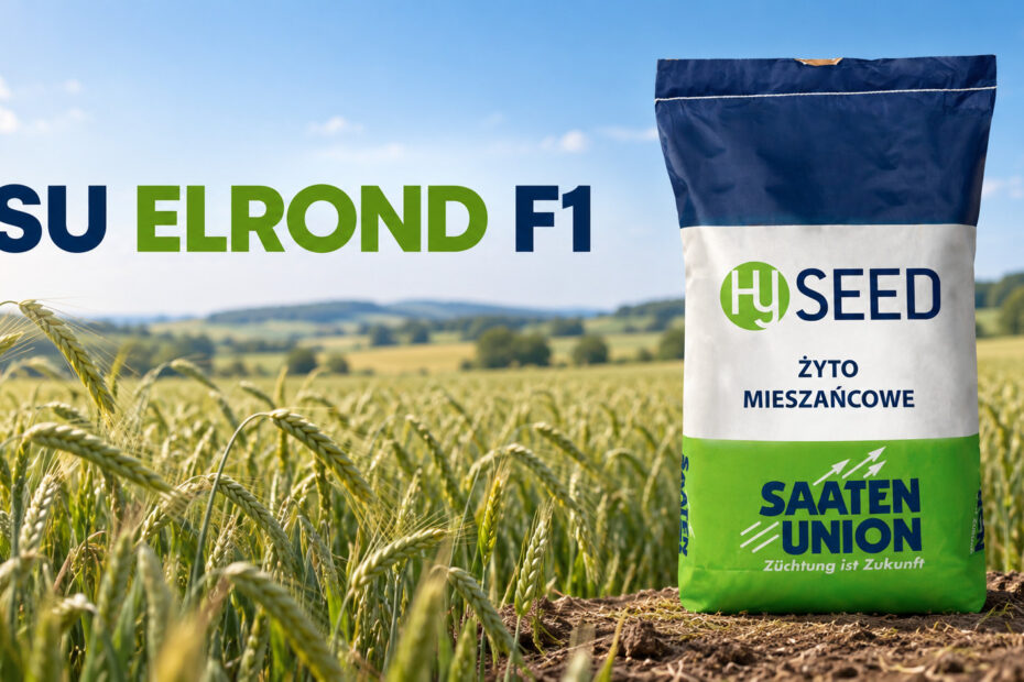 Żyto mieszańcowe SU Elrond
